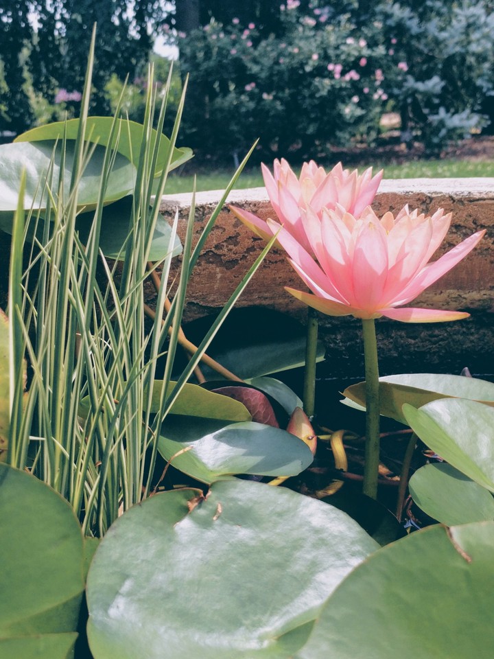 Lily pads