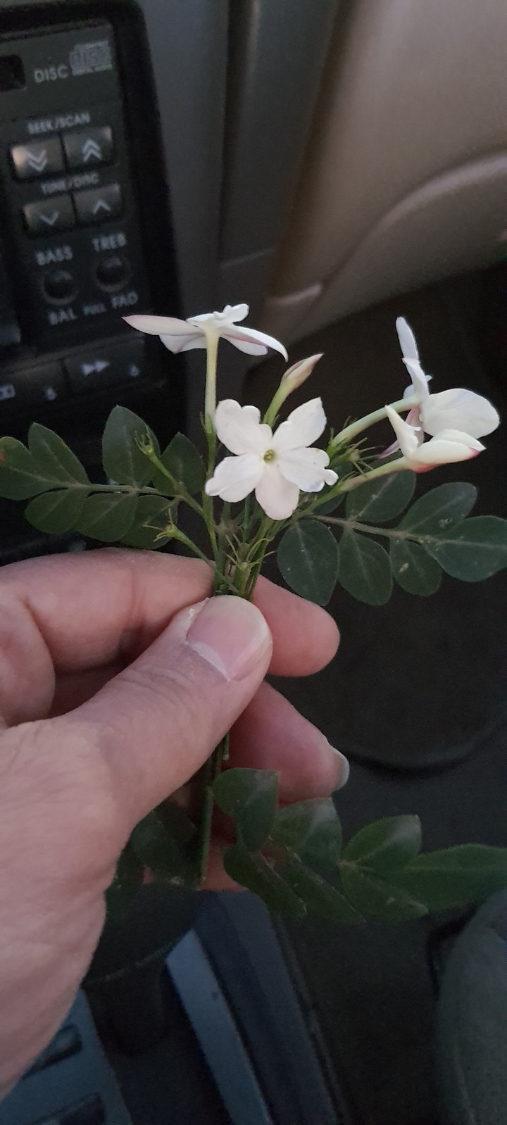 Jasmine