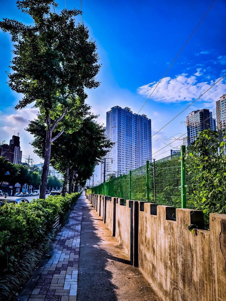가로수