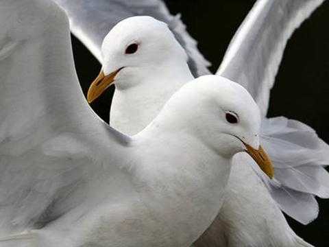 lari, bird वॉलपेपर