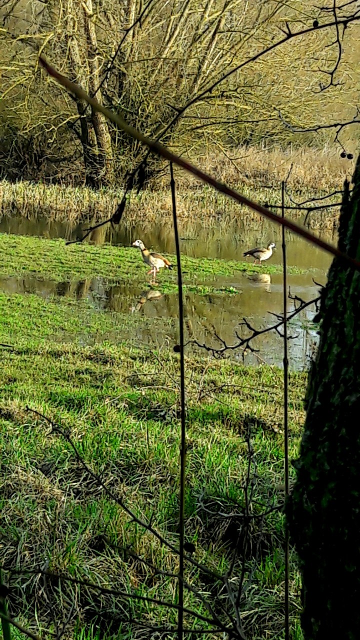 wild geese