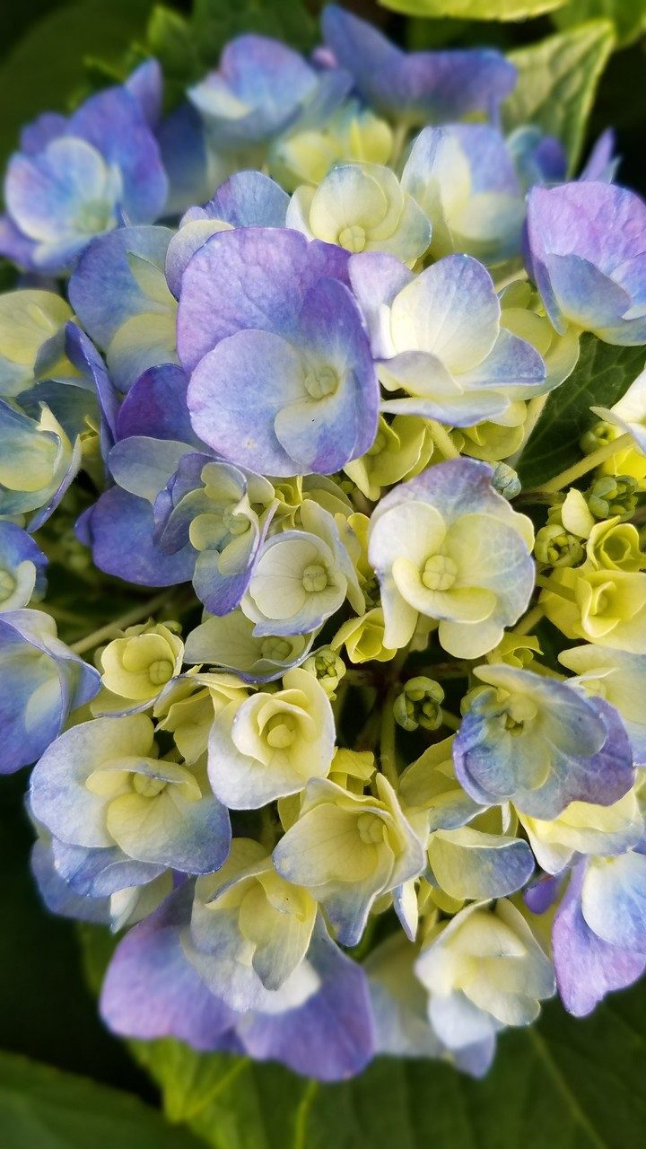 hydrangea