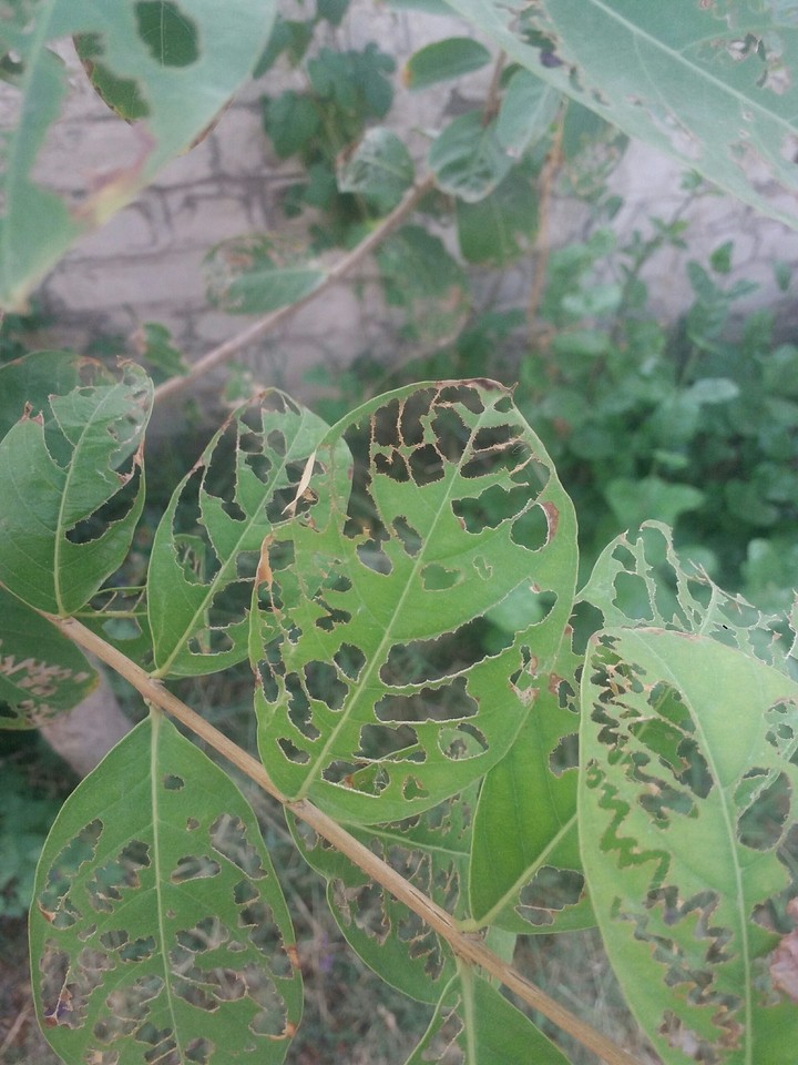 Poor Leaves