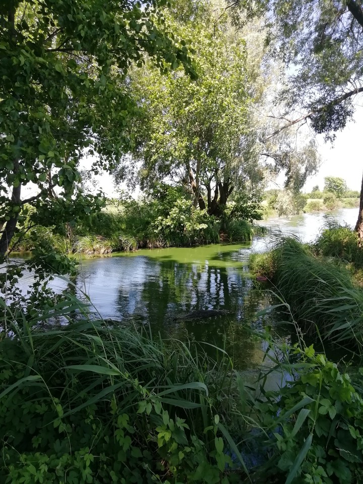 nature