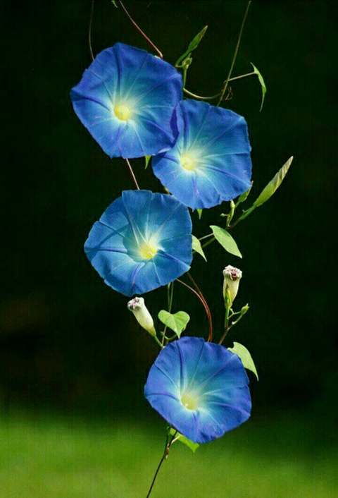 植物, flower桌布