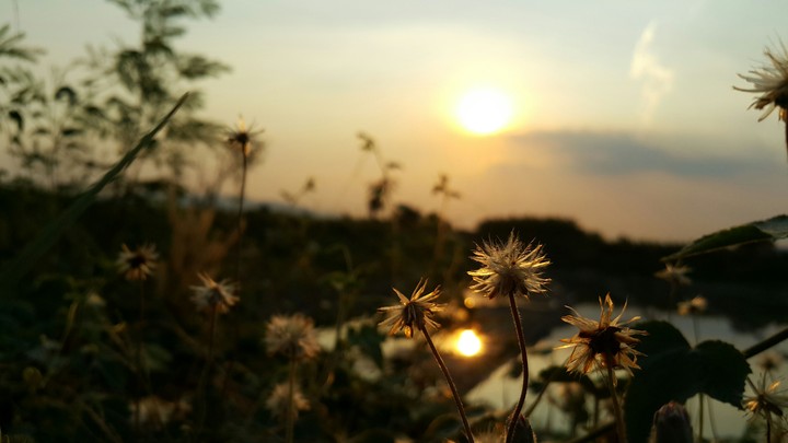 sunset and flower