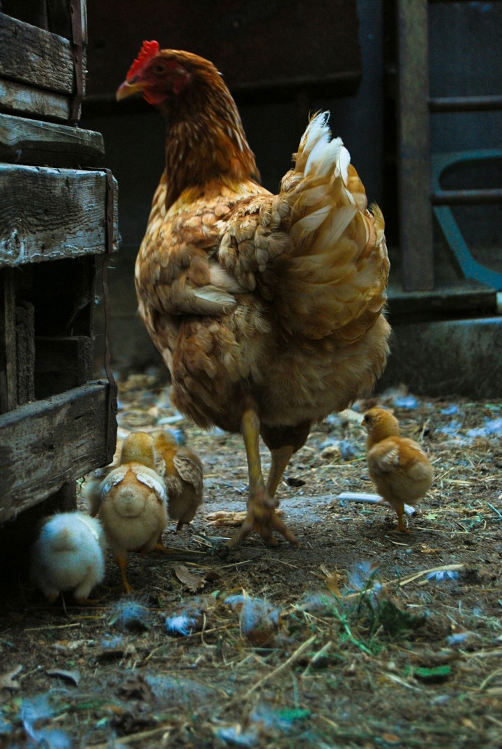 family