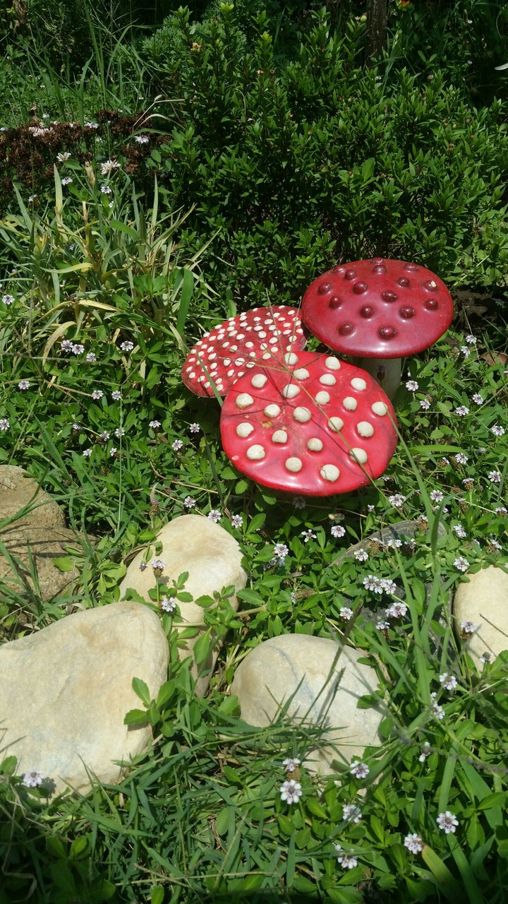Mashroom