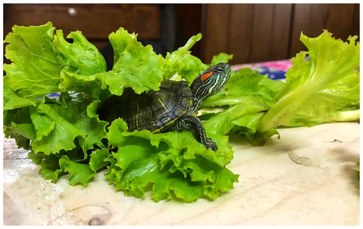 turtle