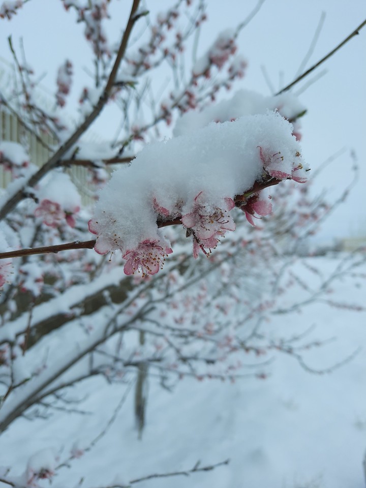 snowy weather