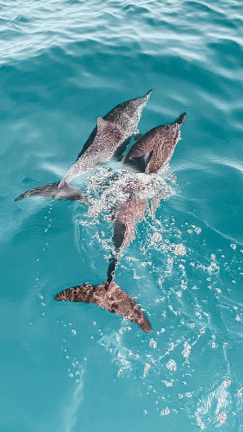 dolphin, cetacea duvar kağıtları