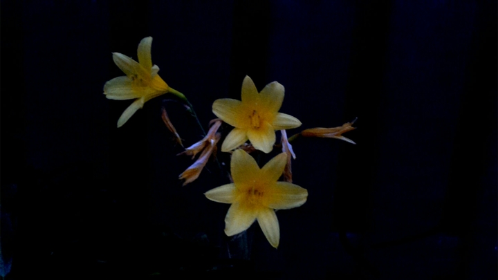 Yellow flower