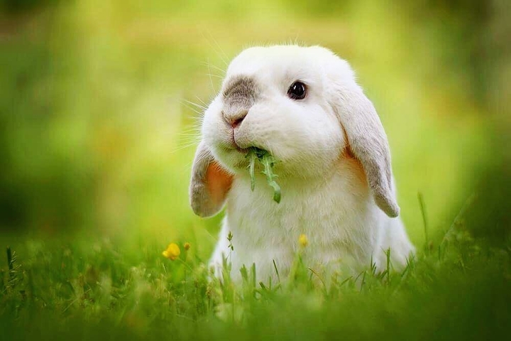 bunny