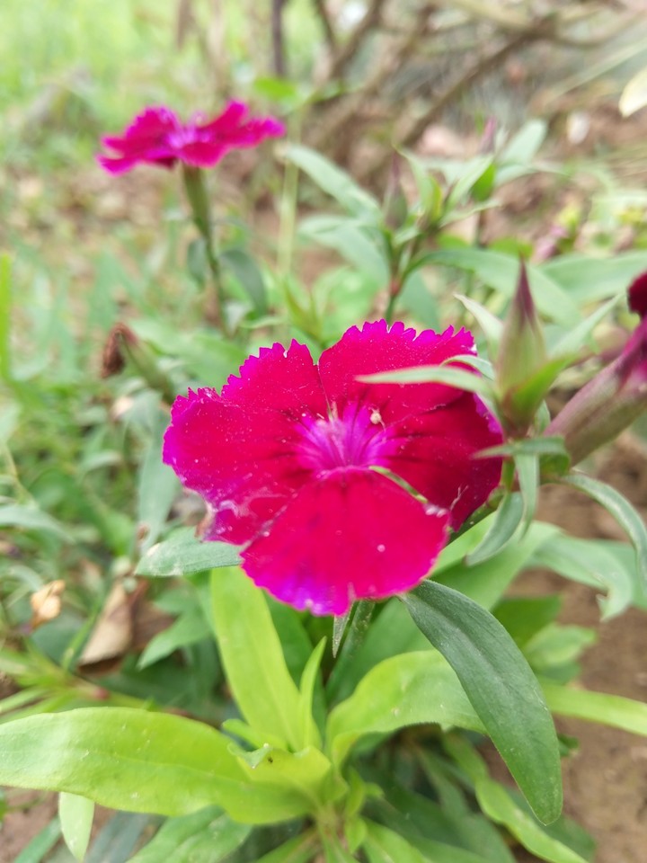 Little but cute flower ⭐❣️