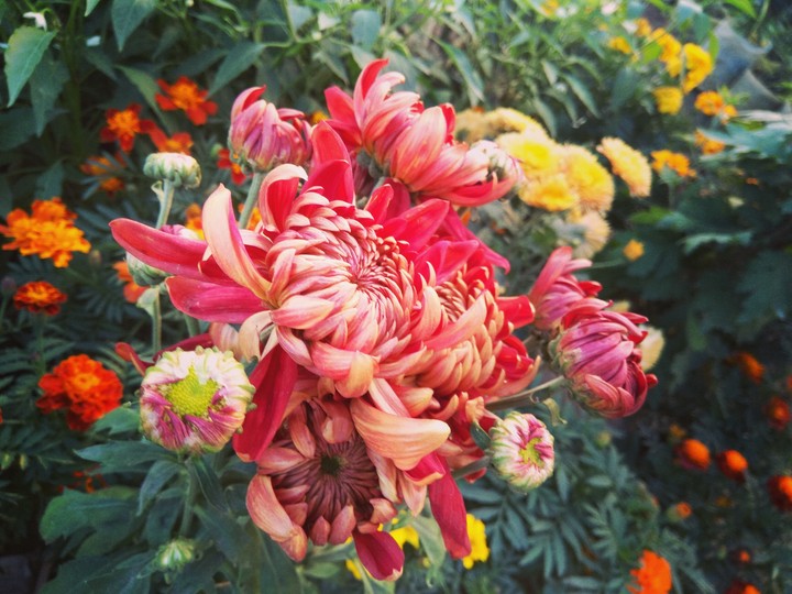 Flower