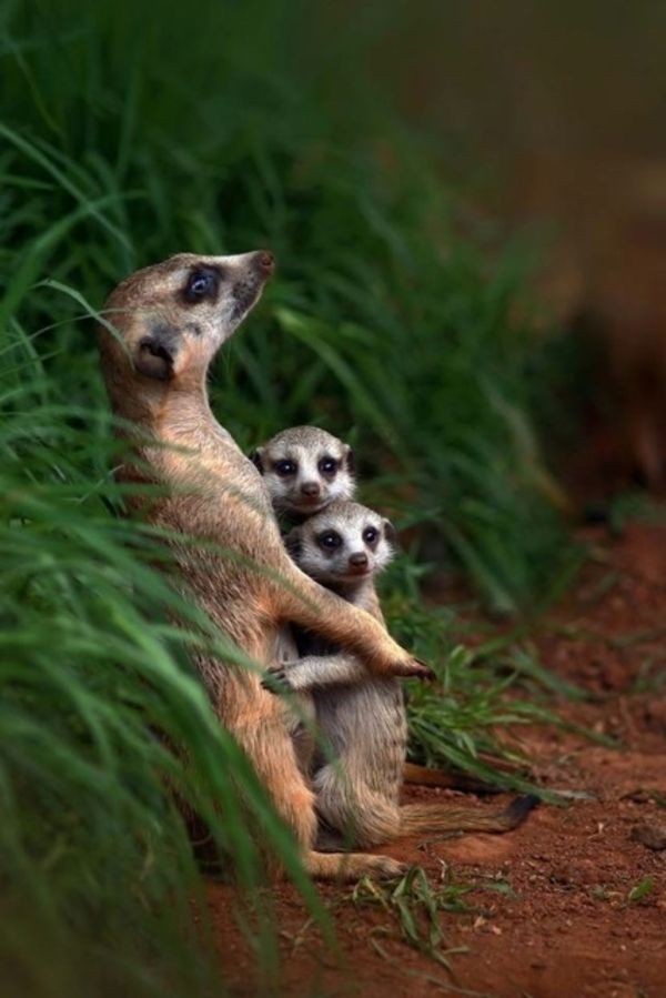 Meerkats