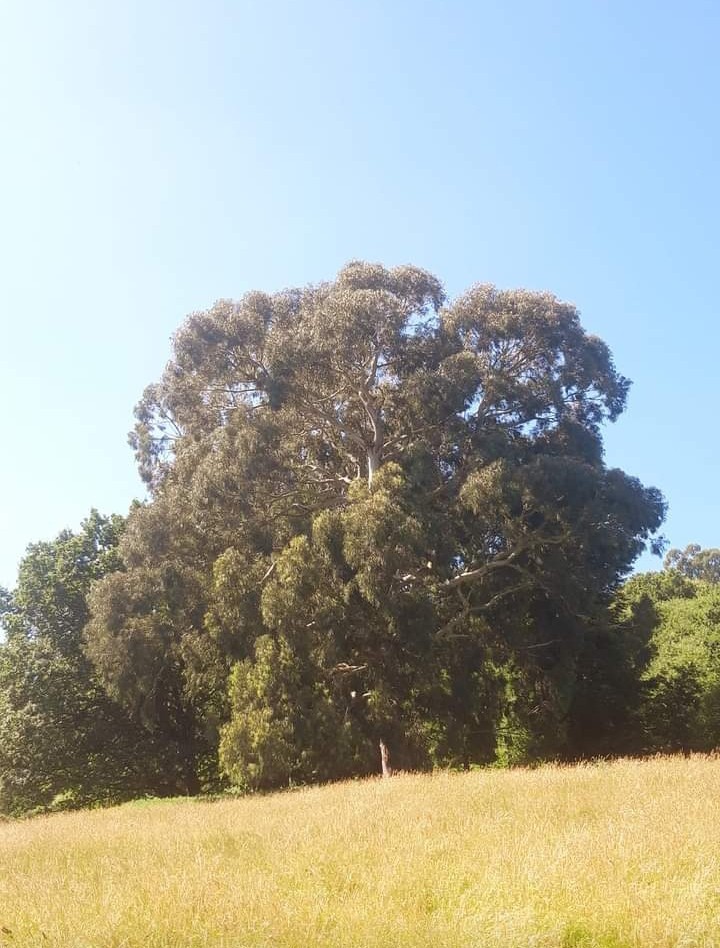 verano