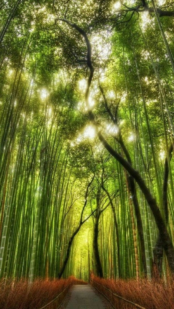 Green Bamboo