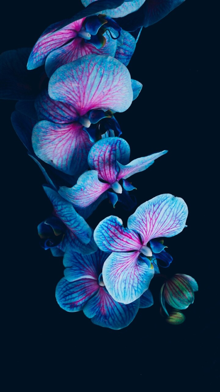 blue