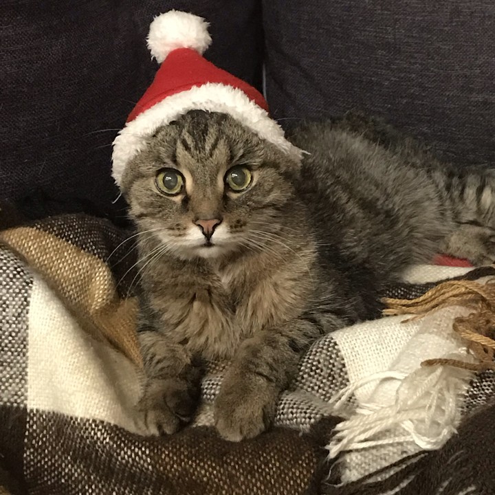 Кот