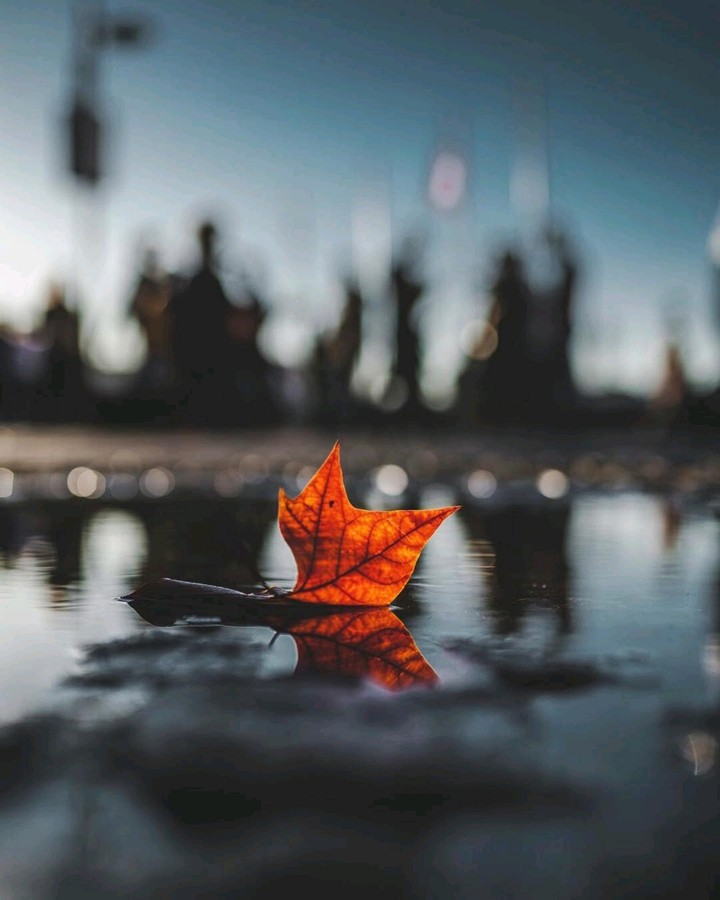 leaf