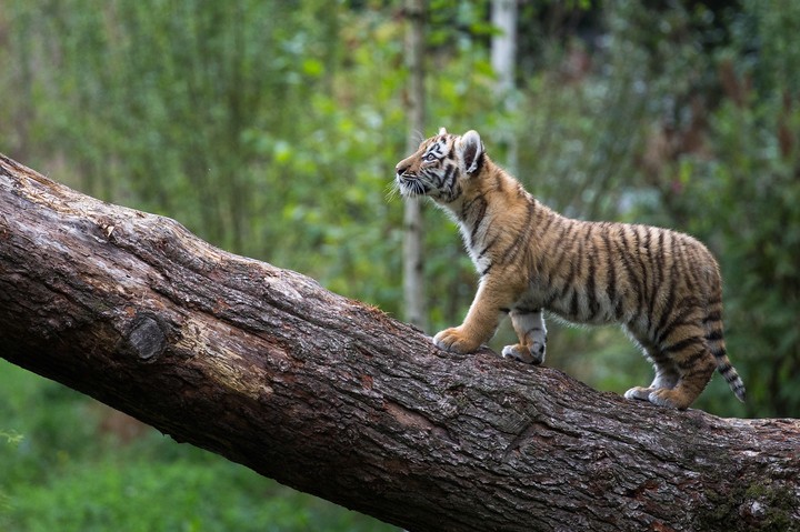 tigr