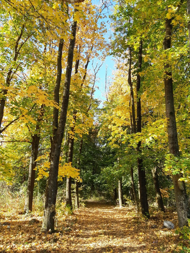 Осінній ліс