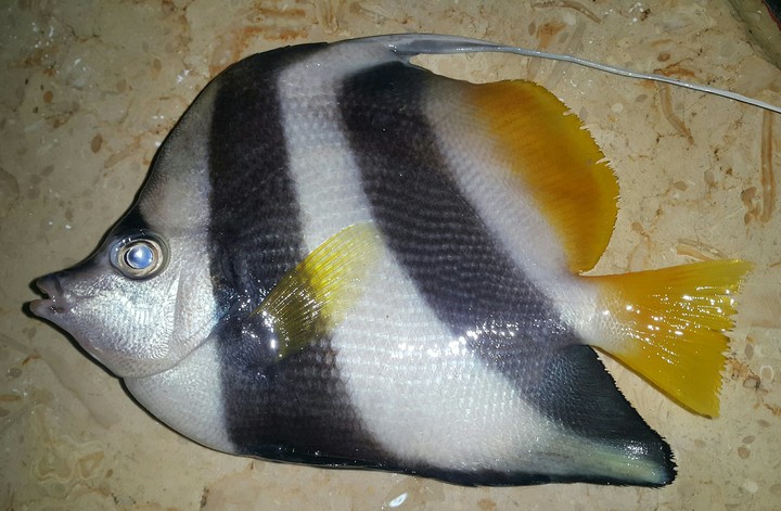 fish