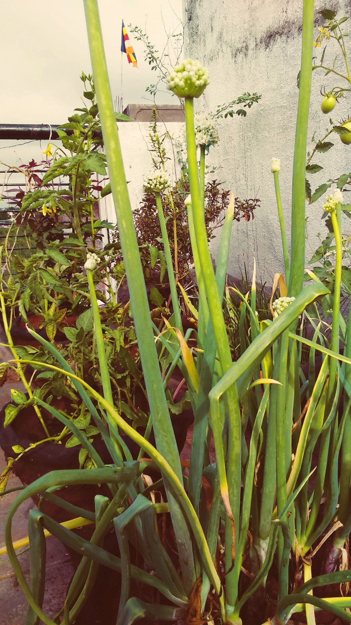 Plants