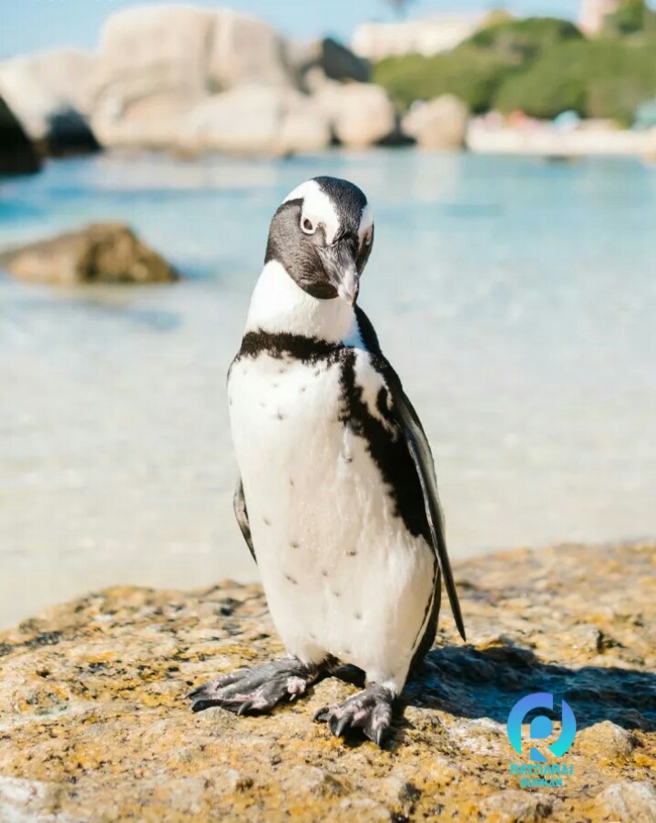 penguin