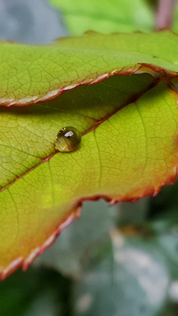 Rain drop