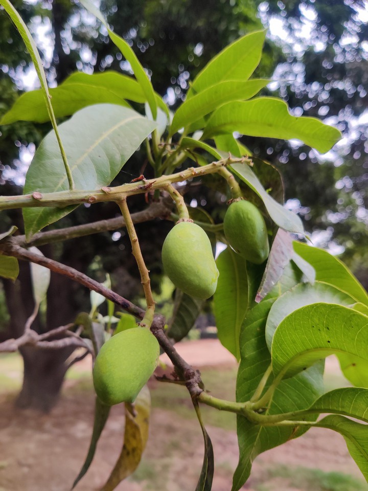 mango