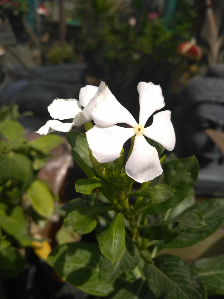 flower