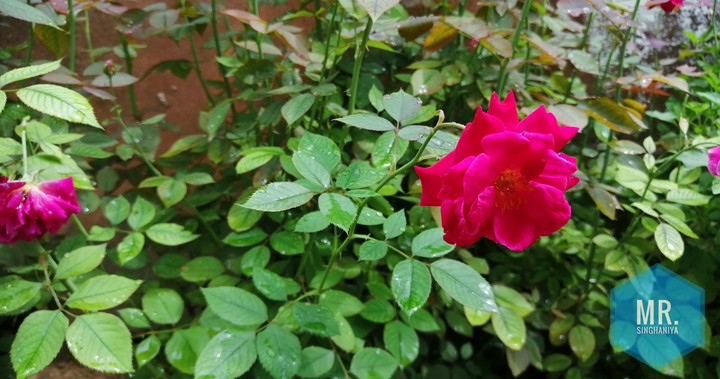 Rose ??