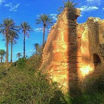 palm tree