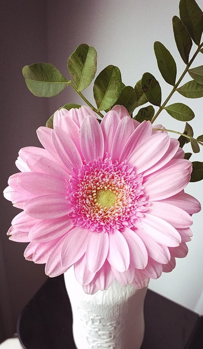 flor de luz