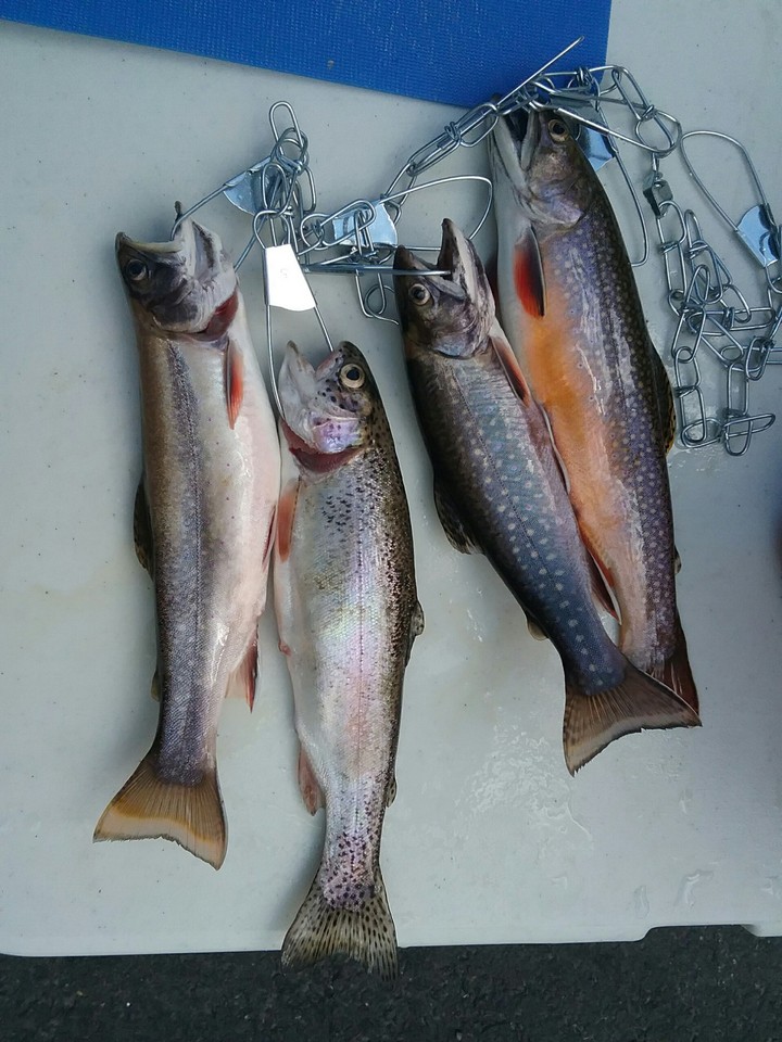 Awesome fishing at Frye lake.