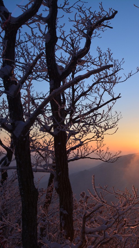 Sunset Trees