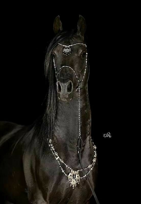 All The Pretty Horses 9