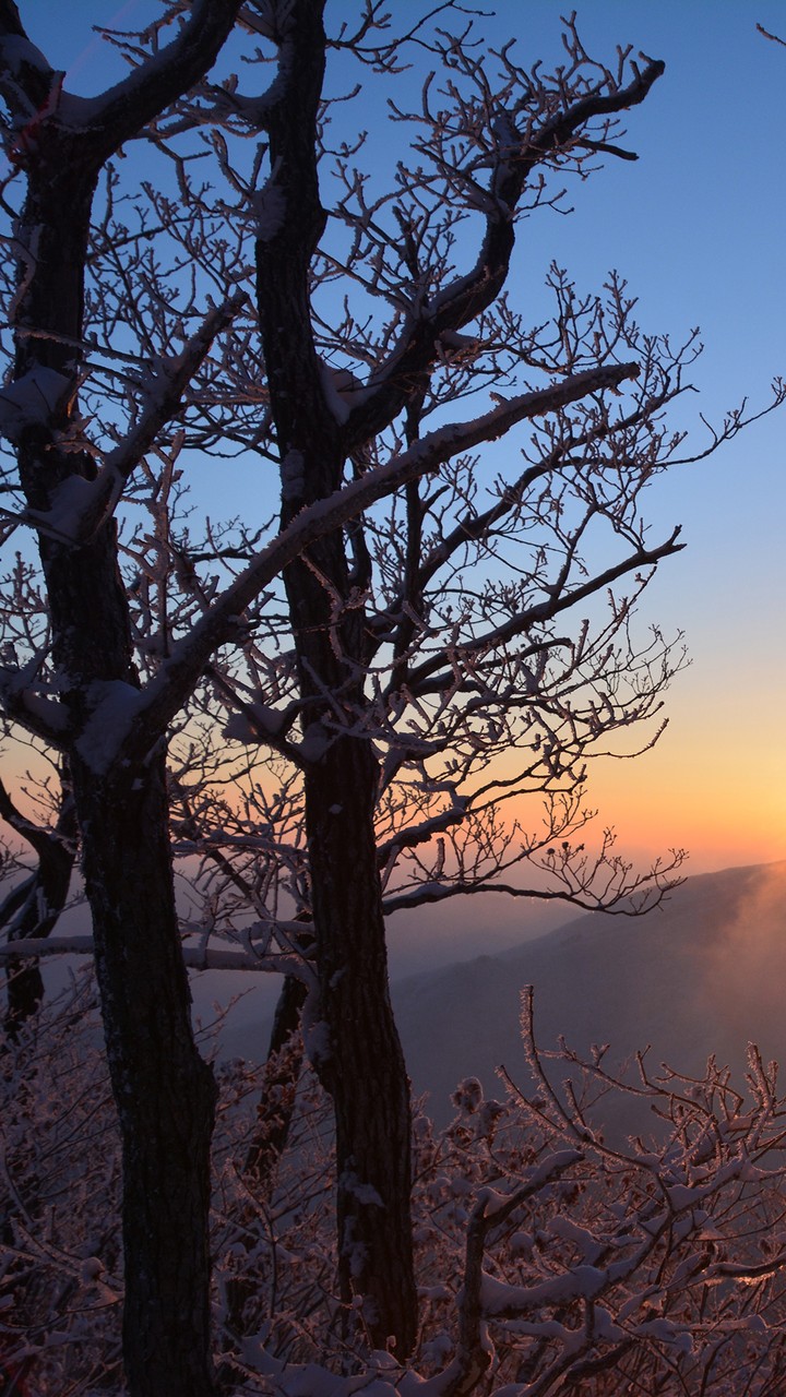 Sunset Trees