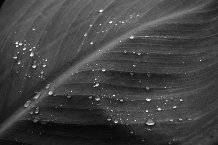 Sunrise dew on leaf