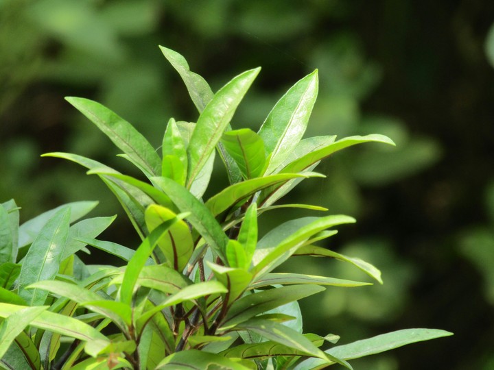green leaves