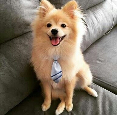 cute dog