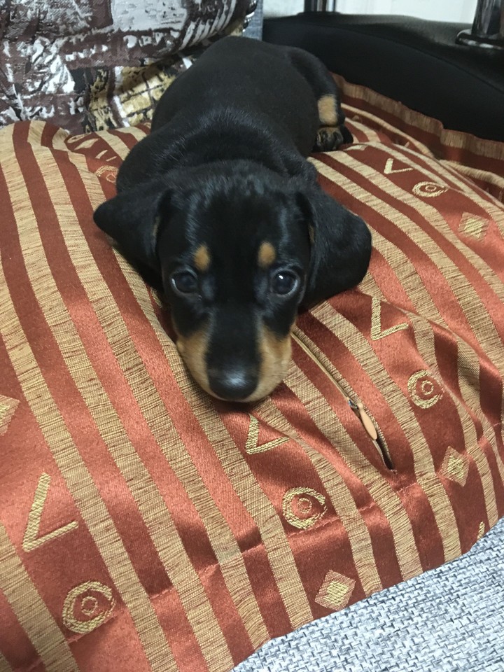 #my puppy#