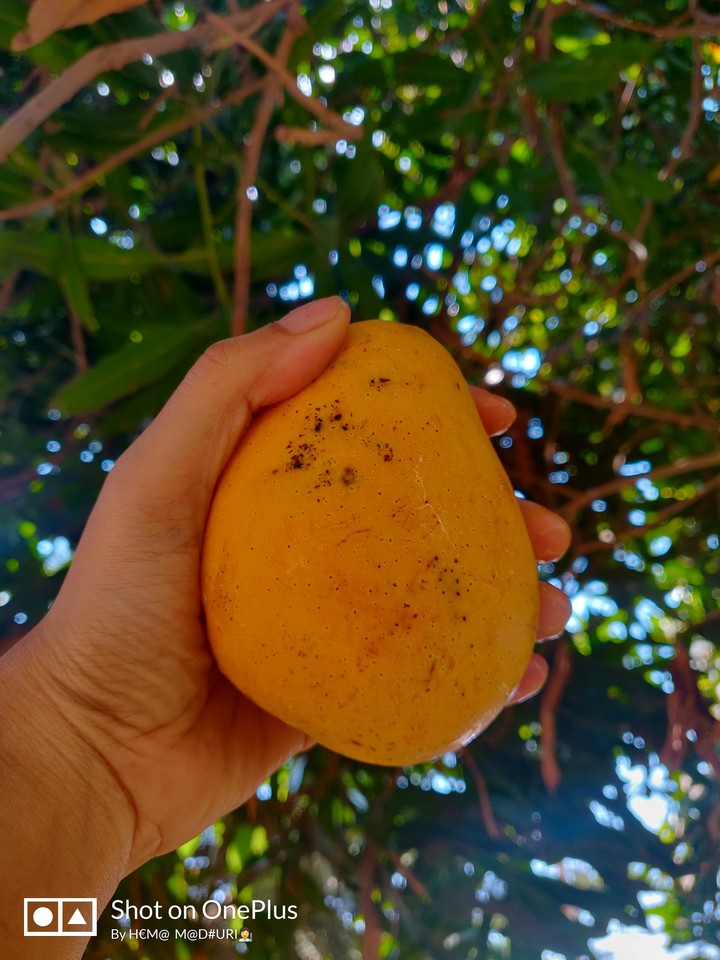 Every day is "Mango-nificient".