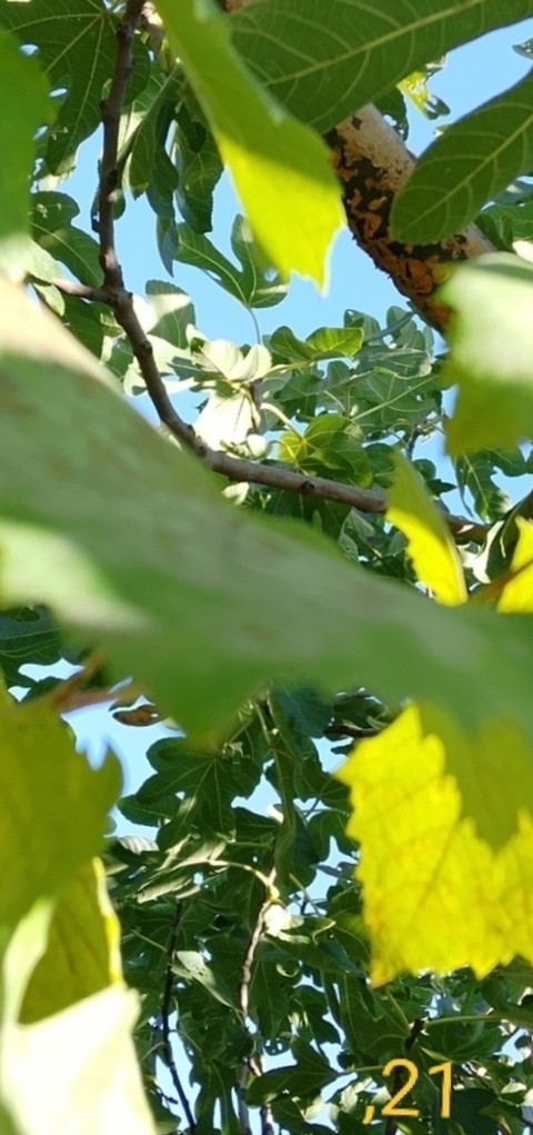 тапети twig, Yellow