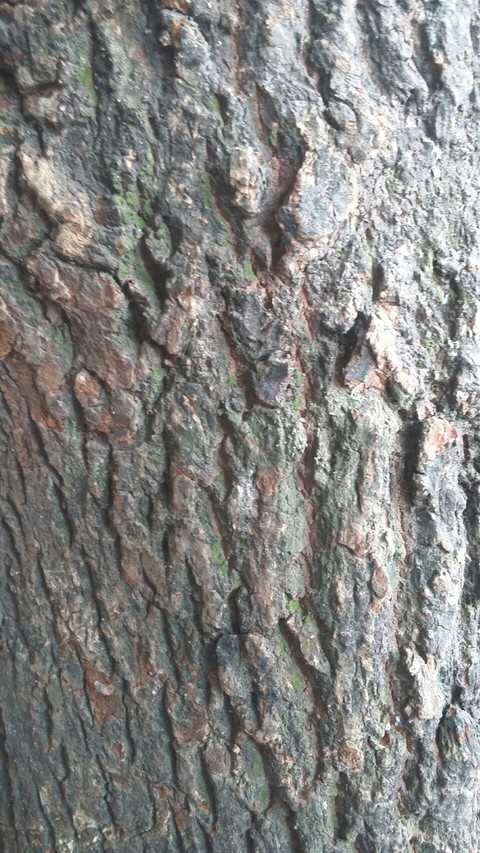 tree, Rock duvar kağıtları