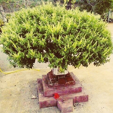 marwadi tree