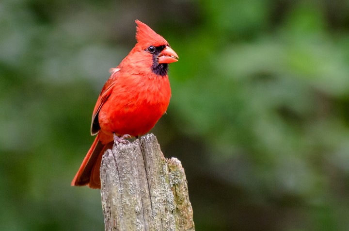 Cardinal