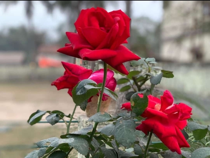 red rose